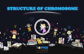 videoimg/thumbnails/ICSE_ClassX_Biology_StructureofChromosome.jpg