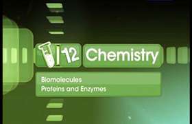 Proteins and Enzymes 