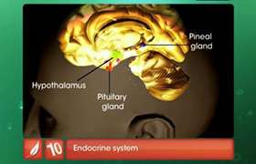 Endocrine System and Adolescence 
