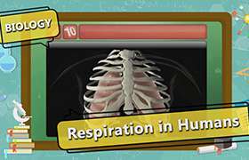 Respiration in Organisms 