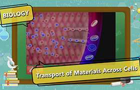 Processes involved in Transport of Materials 