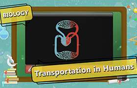 videoimg/thumbnails/Transportation_in_Humans_SEG_01_New.jpg