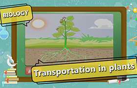 videoimg/thumbnails/Transportation_in_Plants_SEG_01_New.jpg