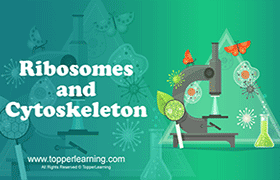 Ribosomes and Cytoskeleton 