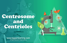 Centrosome and Centrioles 