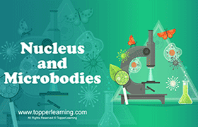 Nucleus and Microbodies 