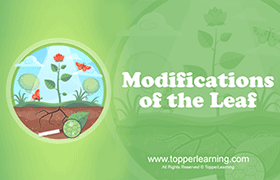 Modifications of the Leaf 