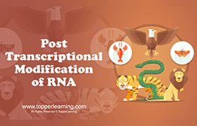 Post-transcriptional Modification of RNA 