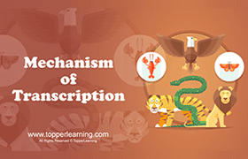 Mechanism of Transcription 