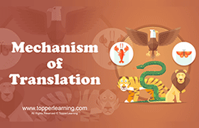 Mechanism of Translation 