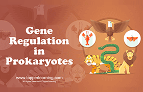Gene Regulation in Prokaryotes 