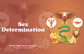 Sex Determination in animals 