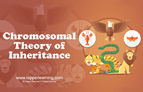 Chromosomal Theory of Inheritance 