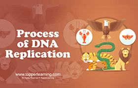Process of Replication of DNA 