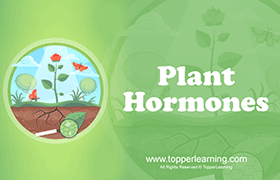 Plant Hormones 
