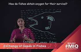 Exchange of gases in fishes 
