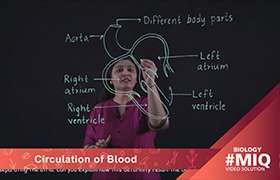 Circulation of blood 
