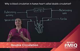 Double Circulation 