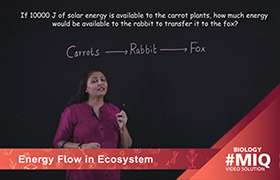 Energy flow in ecosystem 