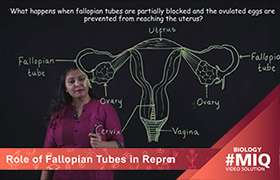 Role of fallopian tubes in reproduction ...