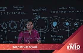 Menstrual cycle 