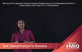 Sex Determination in Humans 