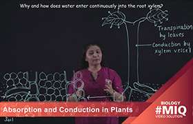 Absorption and conduction in plants 