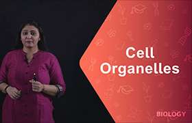 Cell Organelles- Smooth endoplasmic reticulum ...