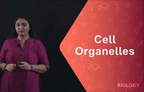 Cell Organelles- Plastids, Mitochondria ...