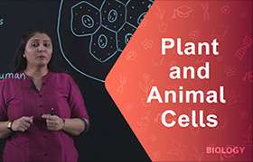 Plant and Animal Cells 
