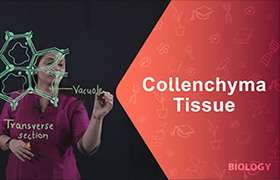 Collenchyma tissue 