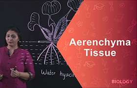Aerenchyma tissue 
