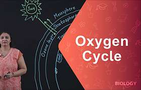 Oxygen Cycle ...