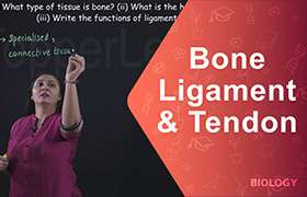 Bone, Ligament and Tendon 