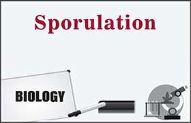 Sporulation 