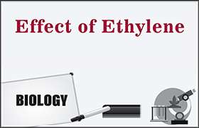 Effect of Ethylene 
