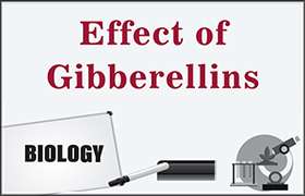 Effect of Gibberellins 