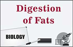 Digestion of Fats 