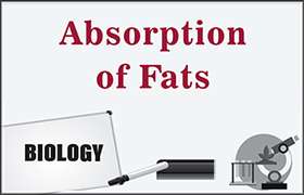 Absorption of Fats 