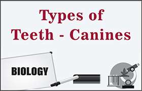 Types of Teeth - Canines 