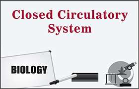 Closed Circulatory System 