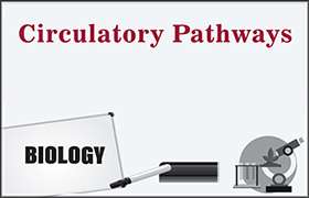 Circulatory Pathways 