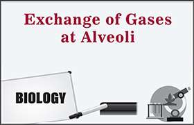 Exchange of Gases at Alveoli 