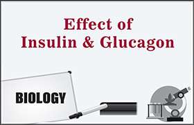 Effect of Insulin and Glucagon 