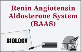 Renin Angiotensin Aldosterone System (RAAS) 