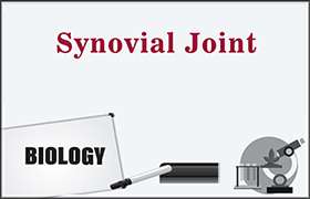 Synovial Joint 