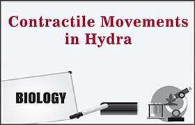 Contractile Movements in Hydra 