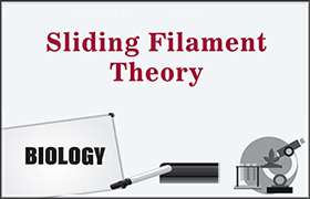 Sliding Filament Theory 
