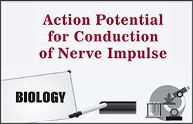 Action Potential for Conduction of Nerve Impulse 