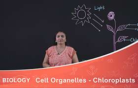 Cell Organelles - Chloroplasts 